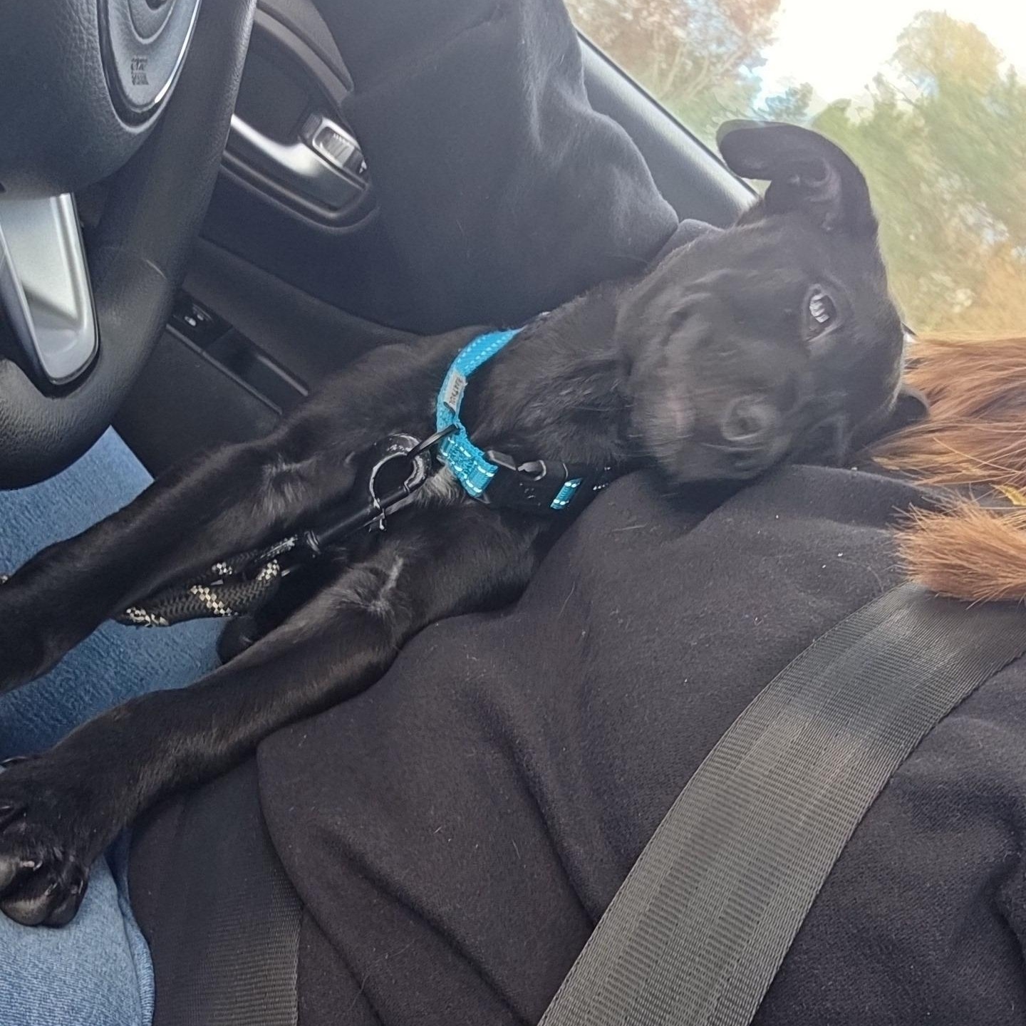 Ghost (aka Cider), a Adoptable mixed breed in Alma, MI image 5/5