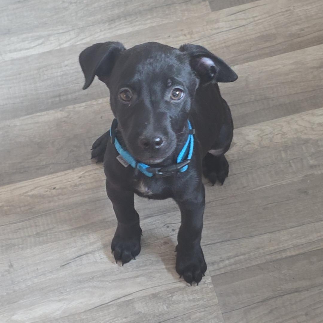 Ghost (aka Cider), a Adoptable mixed breed in Alma, MI image 1/5