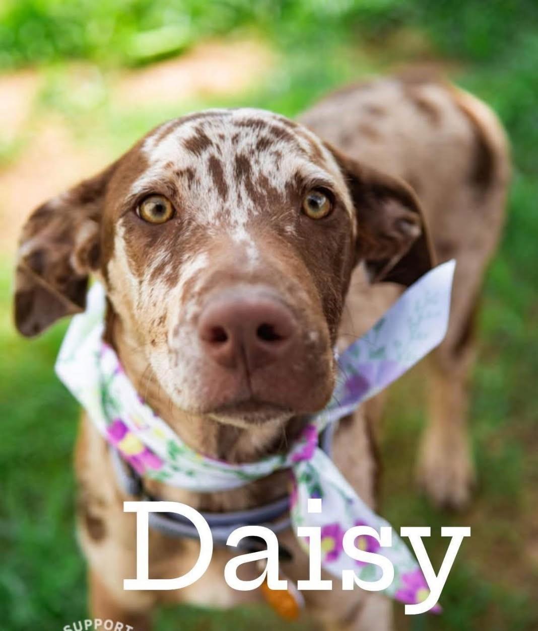 Enlarge Daisy, an adopted mixed breed in Cicero, IN image 2/6