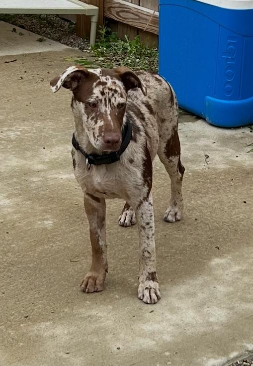 Daisy, adopted, Young Female Catahoula Leopard Dog & Manchester Terrier.