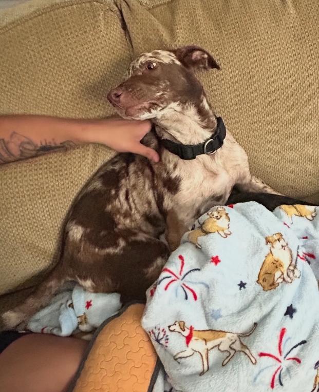 Enlarge Daisy, an adopted mixed breed in Cicero, IN image 6/6