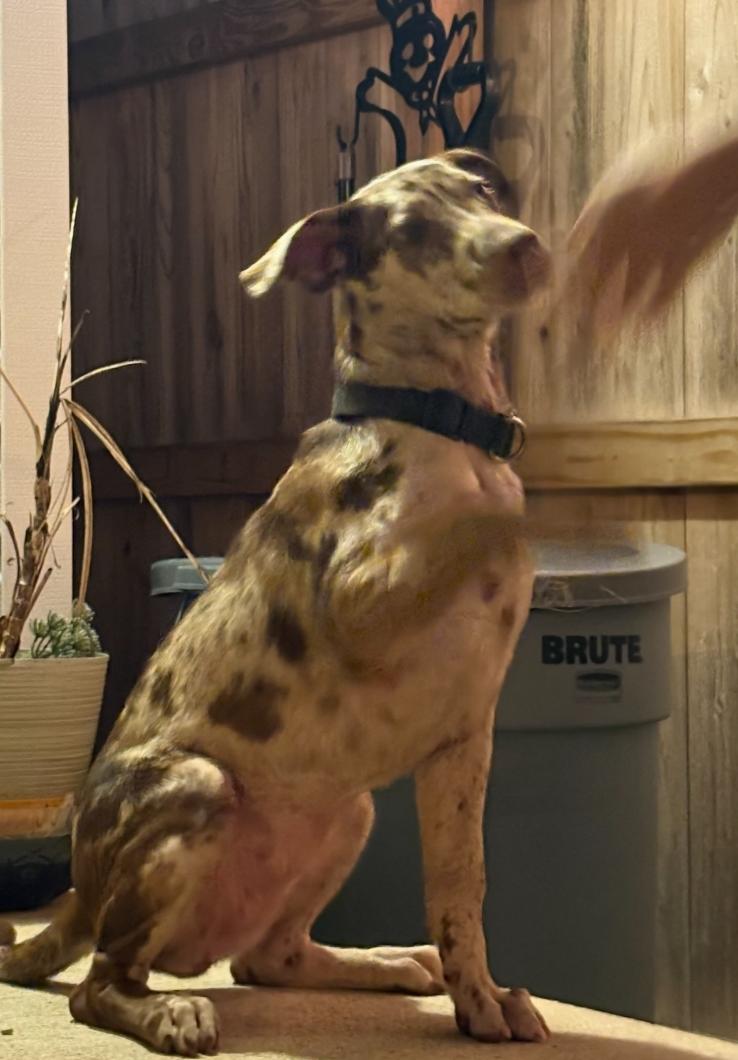 Enlarge Daisy, an adopted mixed breed in Cicero, IN image 4/6