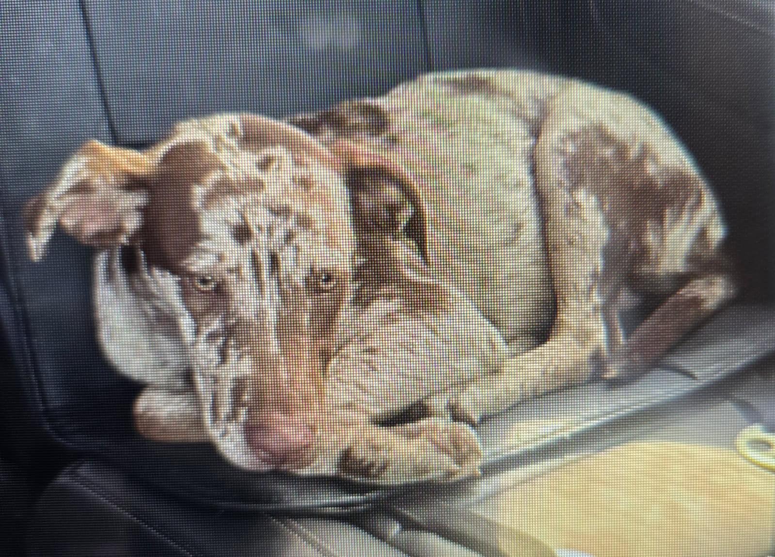 Enlarge Daisy, an adopted mixed breed in Cicero, IN image 3/6