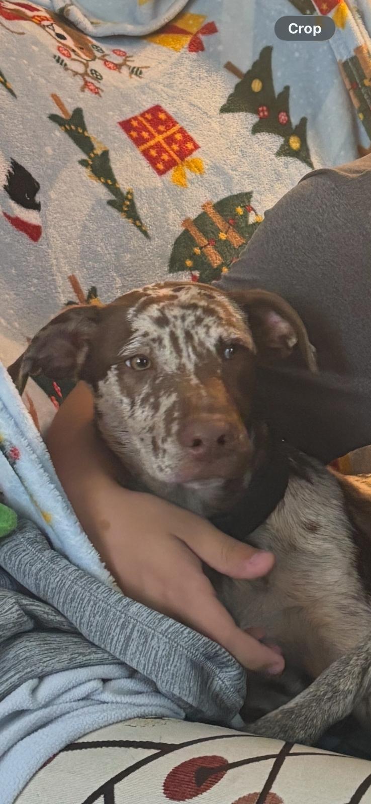Enlarge Daisy, an adopted mixed breed in Cicero, IN image 5/6