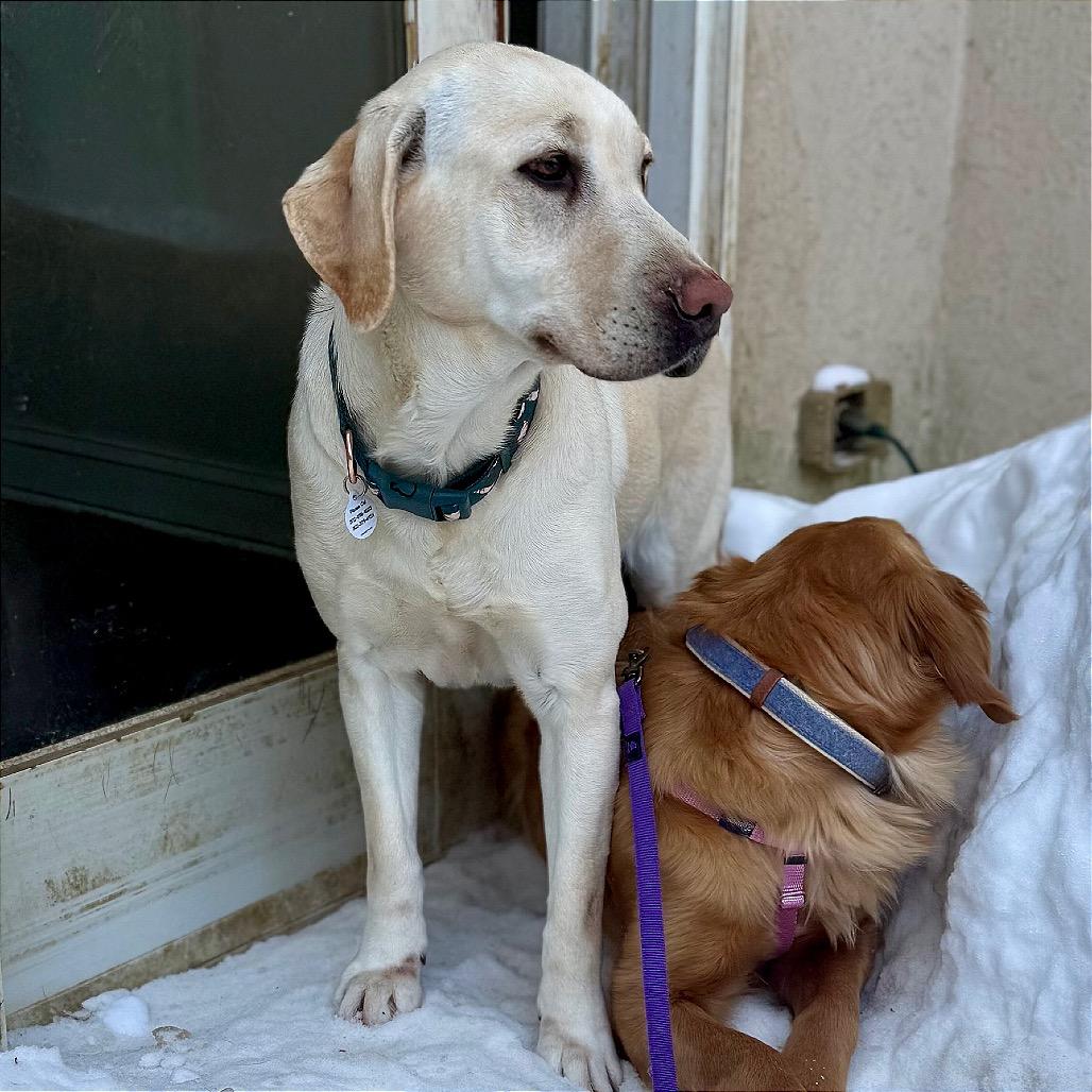 Enlarge Mindy, a Adoptable Yellow Labrador Retriever in West Chester, PA image 1/6