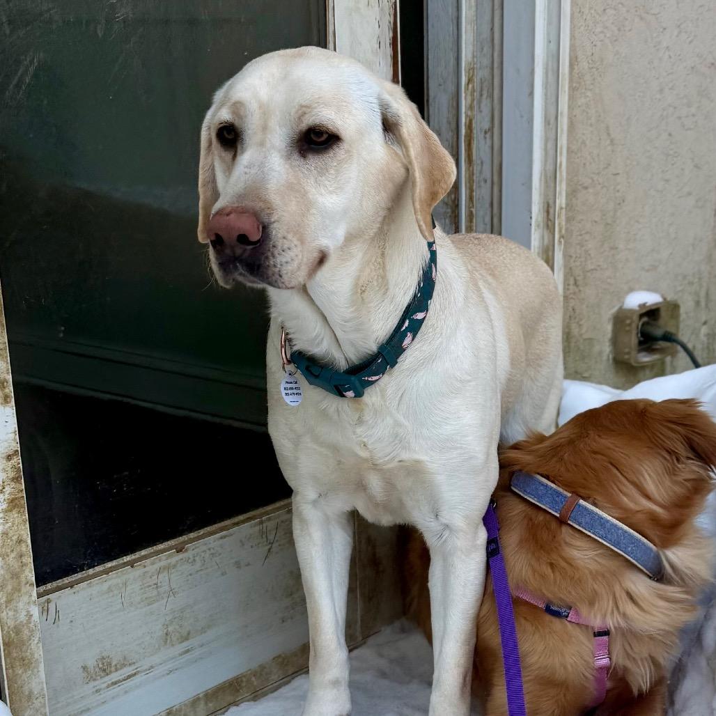 Enlarge Mindy, a Adoptable Yellow Labrador Retriever in West Chester, PA image 2/6