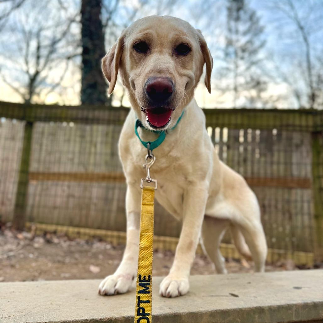 Enlarge Mindy, a Adoptable Yellow Labrador Retriever in West Chester, PA image 3/6