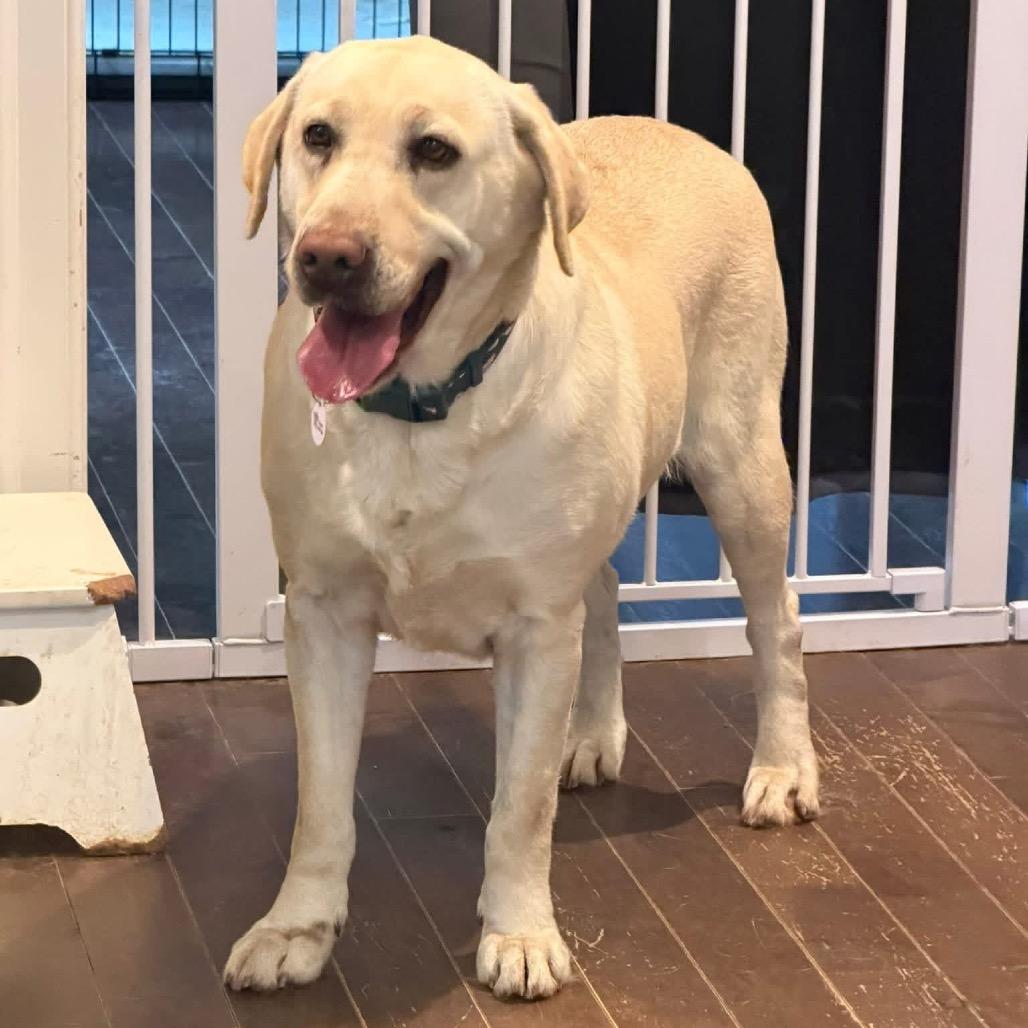 Enlarge Mindy, a Adoptable Yellow Labrador Retriever in West Chester, PA image 4/6