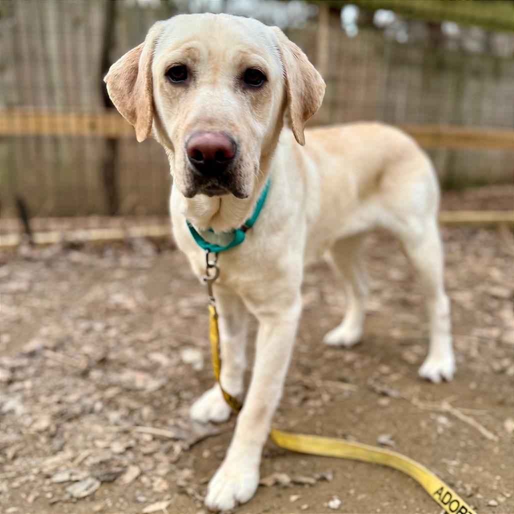 Enlarge Mindy, a Adoptable Yellow Labrador Retriever in West Chester, PA image 5/6