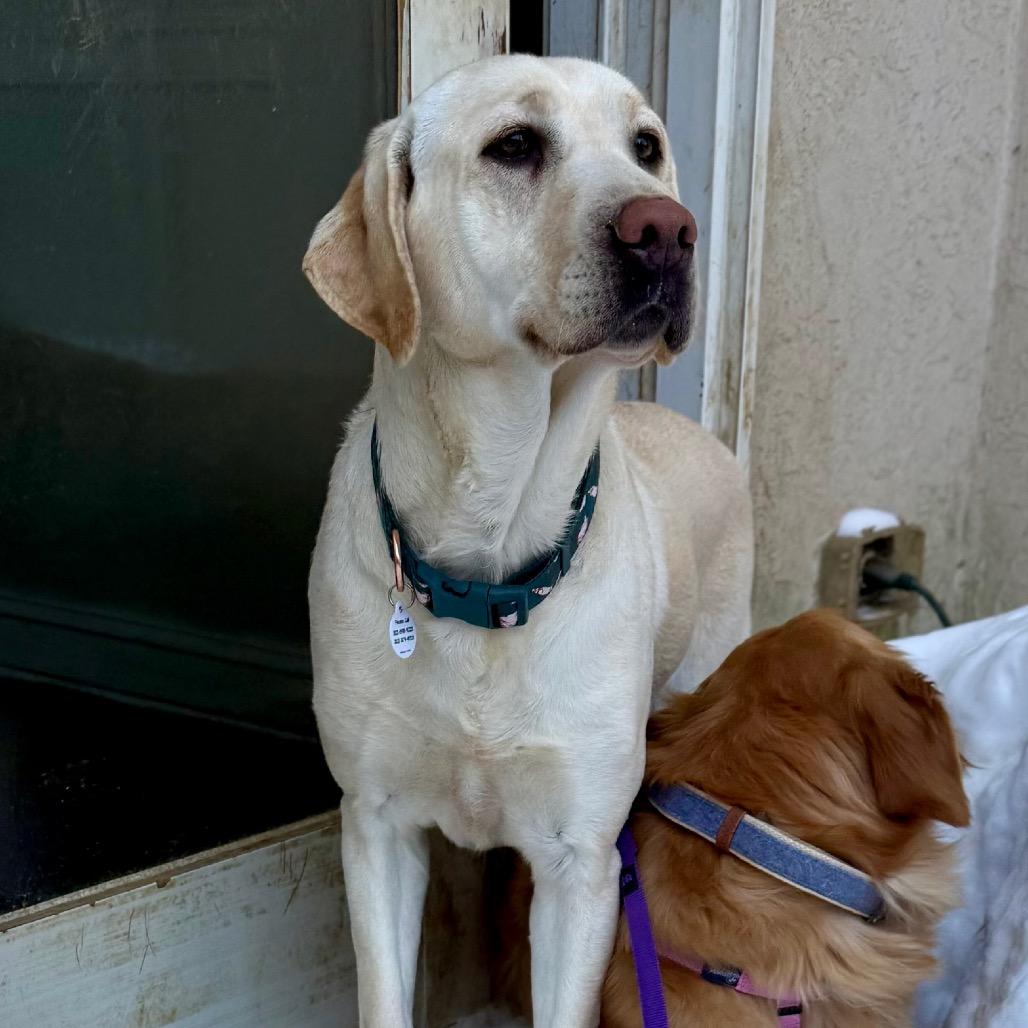 Enlarge Mindy, a Adoptable Yellow Labrador Retriever in West Chester, PA image 6/6