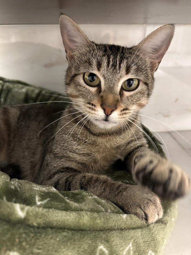 Cleo — thumbnail 2