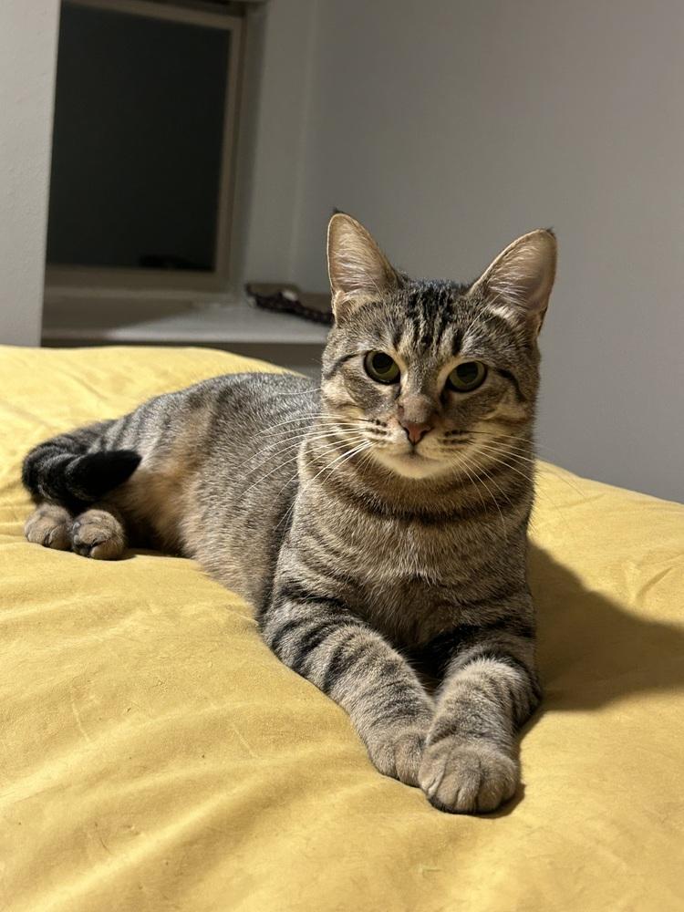 Cleo — thumbnail 3