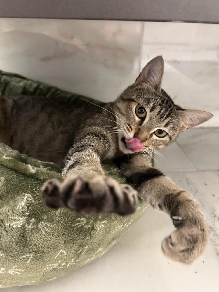 Cleo — thumbnail 4