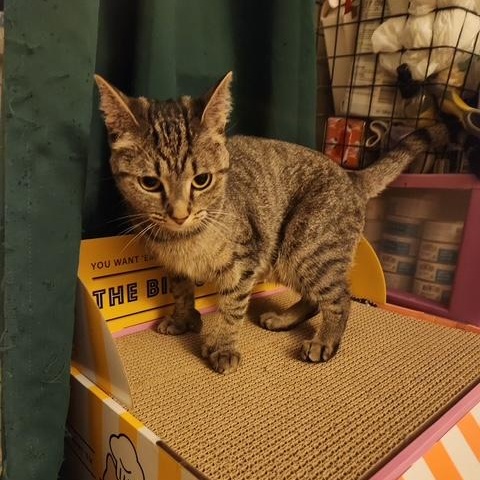 Zelda and Hilda, a Adoptable American Bobtail in Melrose, MA image 2/4