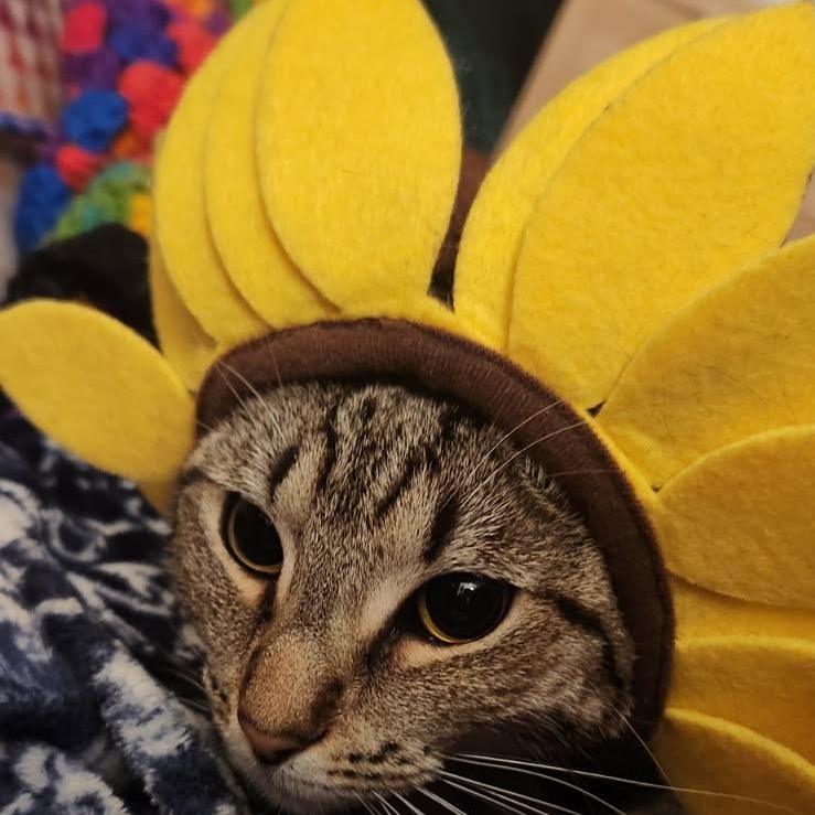 Zelda and Hilda, a Adoptable American Bobtail in Melrose, MA image 3/4