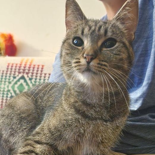 Zelda and Hilda, Adoptable, Adult Female American Bobtail.