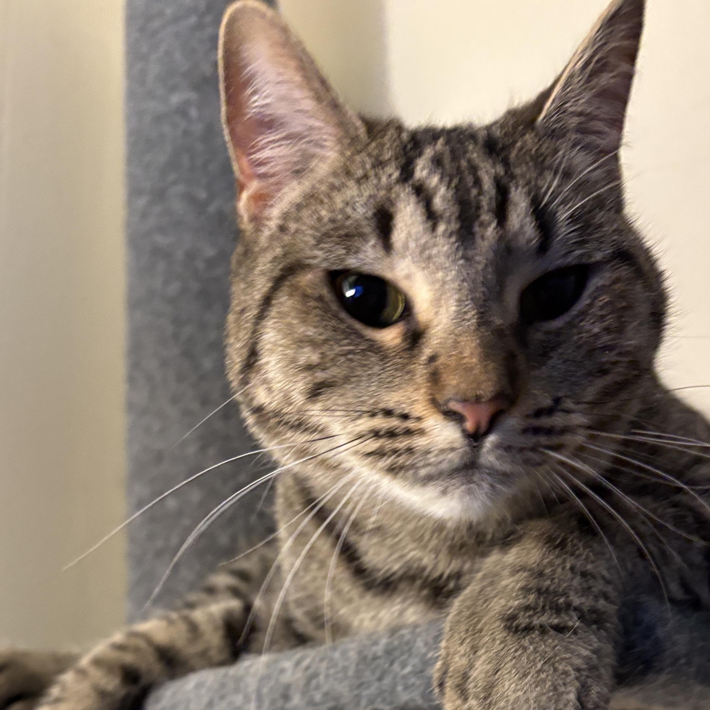 Zelda and Hilda, an adopted Tabby in Melrose, MA image 1/3