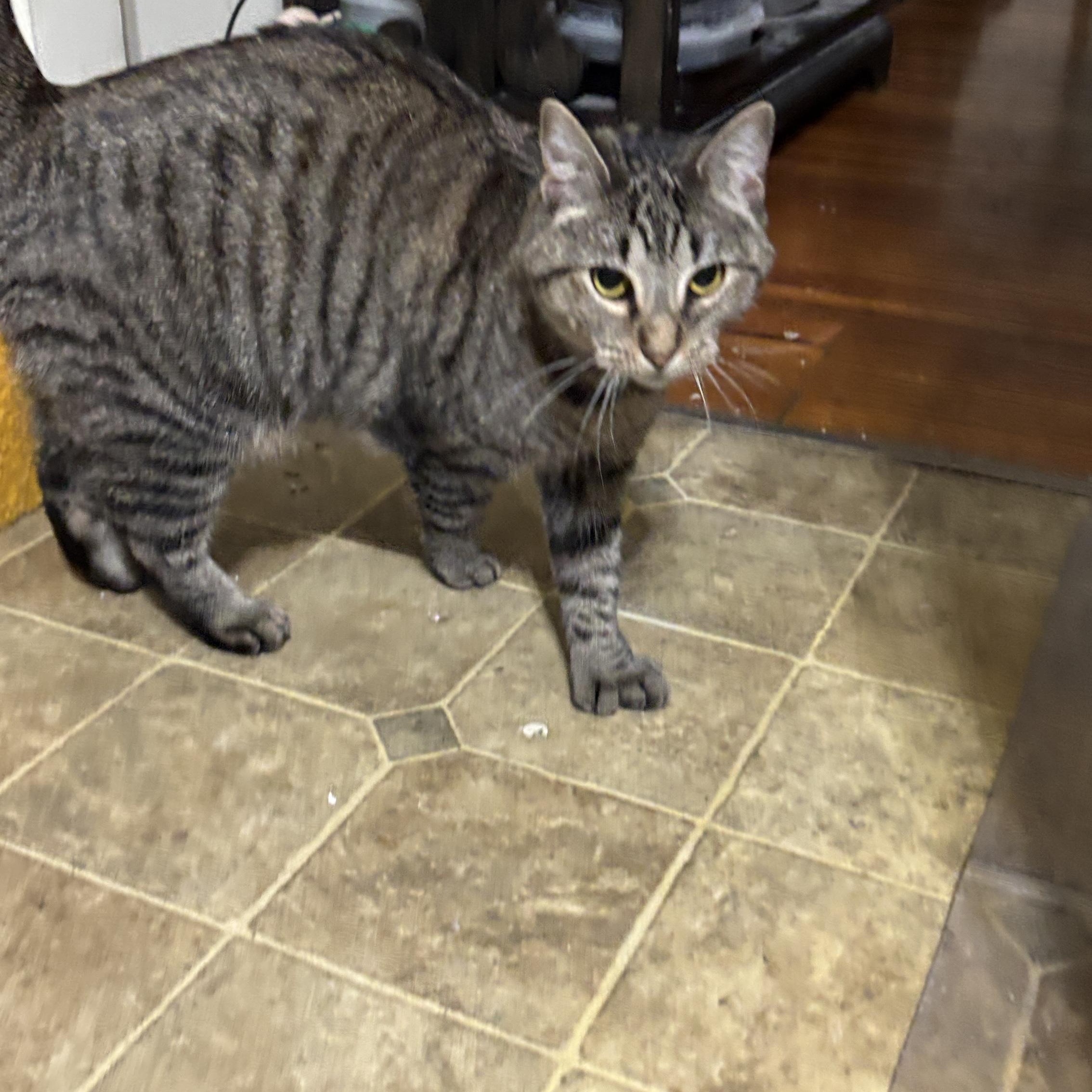 Zelda and Hilda, an adopted Tabby in Melrose, MA image 3/3