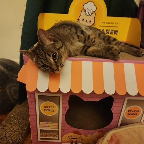 Zelda and Hilda, a Adoptable American Bobtail in Melrose, MA image 4/4