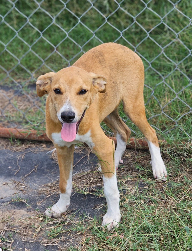 Weston, Adoptable, Young Male Labrador Retriever & Australian Cattle Dog / Blue Heeler.