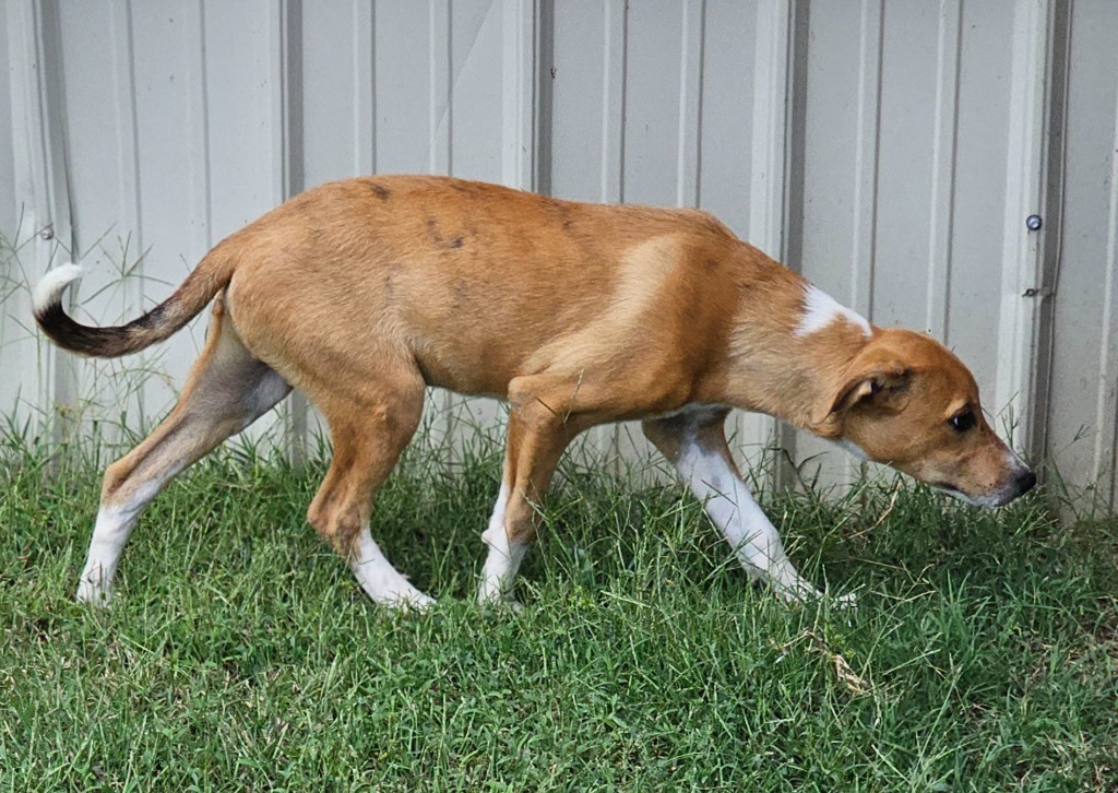 Enlarge Weston, a Adoptable mixed breed in Morrilton, AR image 2/3