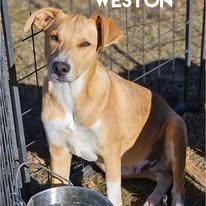 Enlarge Weston, a Adoptable mixed breed in Morrilton, AR image 3/3