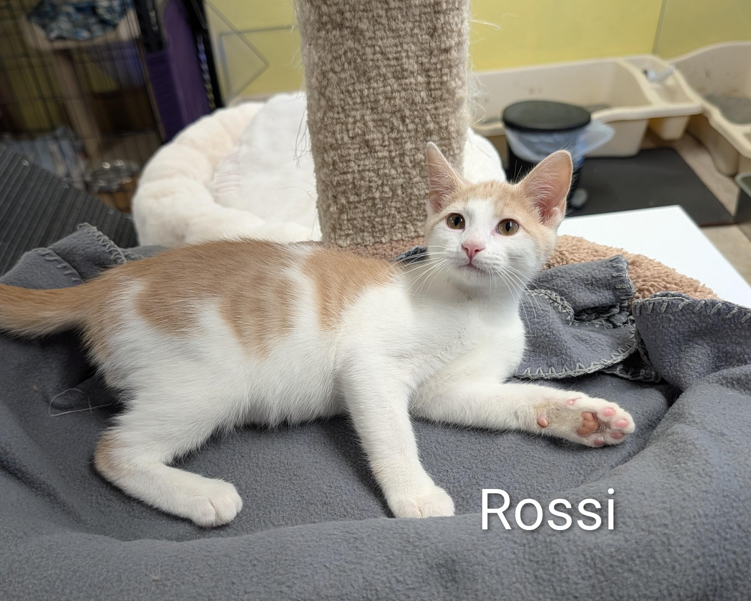 Rossi, adoptable, Kitten Male Domestic Short Hair.