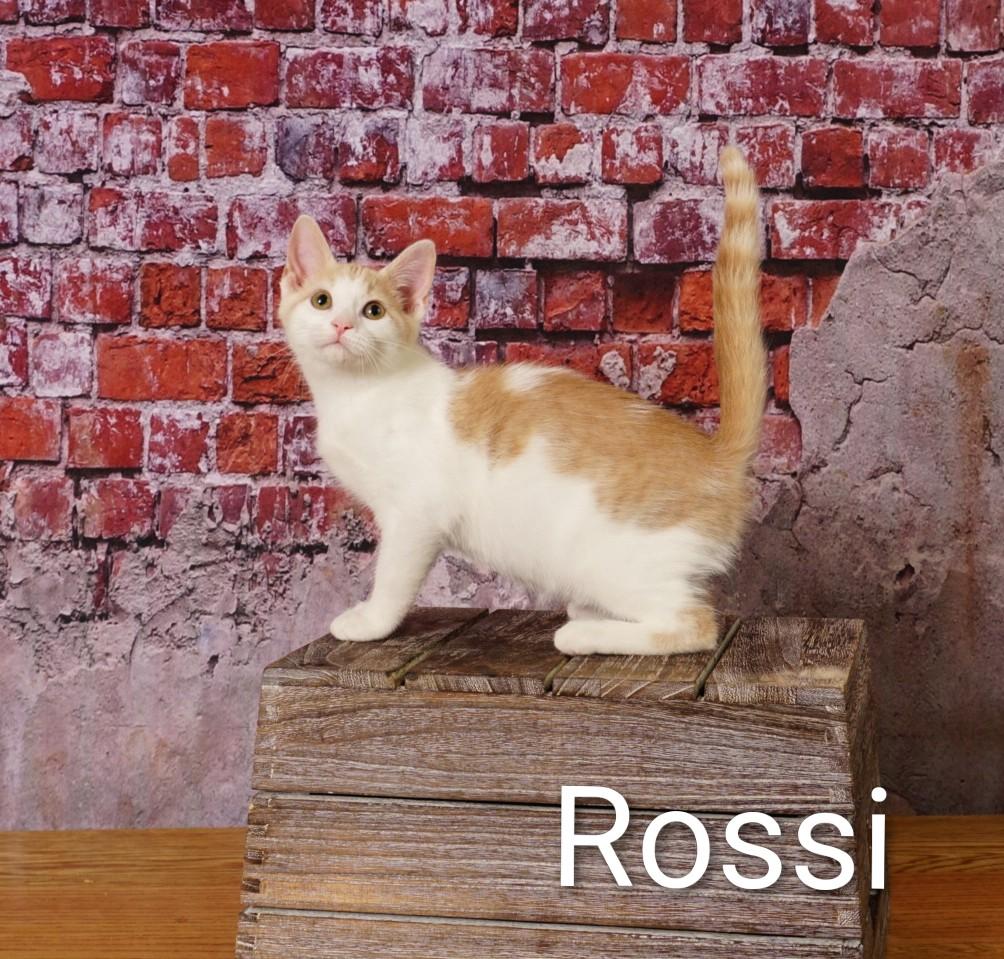 Rossi, an adoptable Domestic Short Hair in Waterloo, IA image 2/5