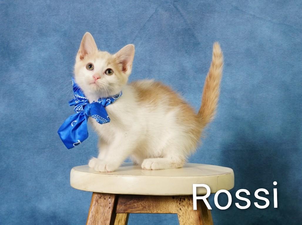 Rossi, an adoptable Domestic Short Hair in Waterloo, IA image 3/5