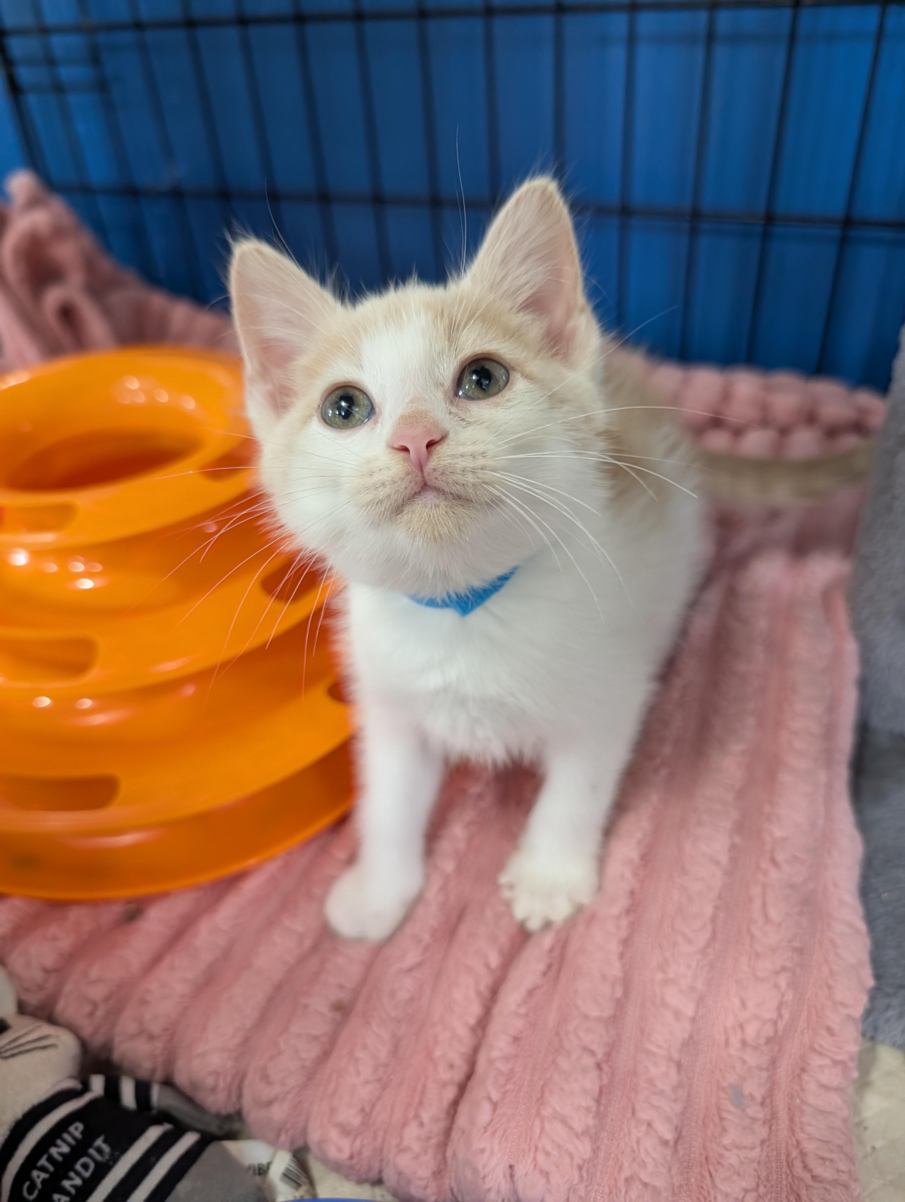 Rossi, an adoptable Domestic Short Hair in Waterloo, IA image 5/5