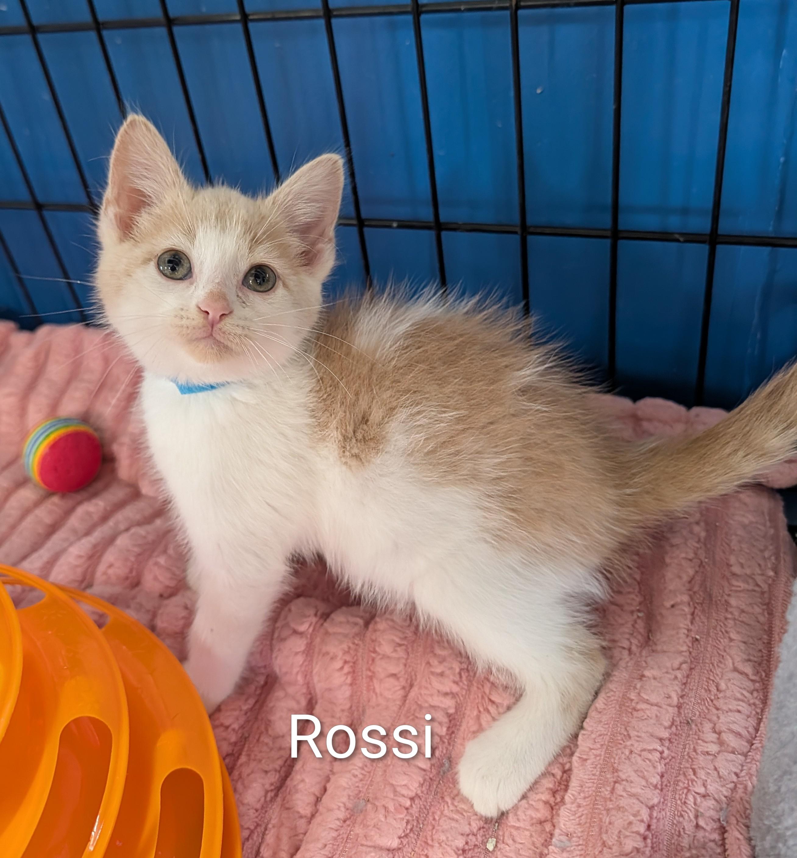 Rossi, an adoptable Domestic Short Hair in Waterloo, IA image 4/5