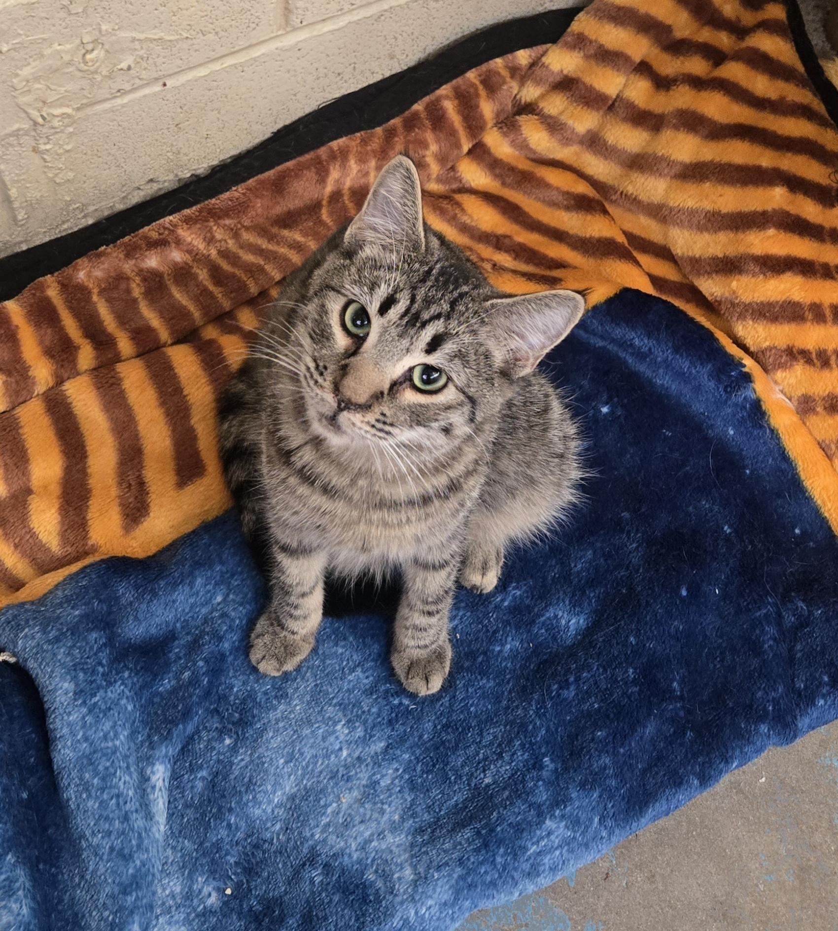 Martini, a ADOPTABLE Domestic Short Hair in Nogales, AZ image 2/2
