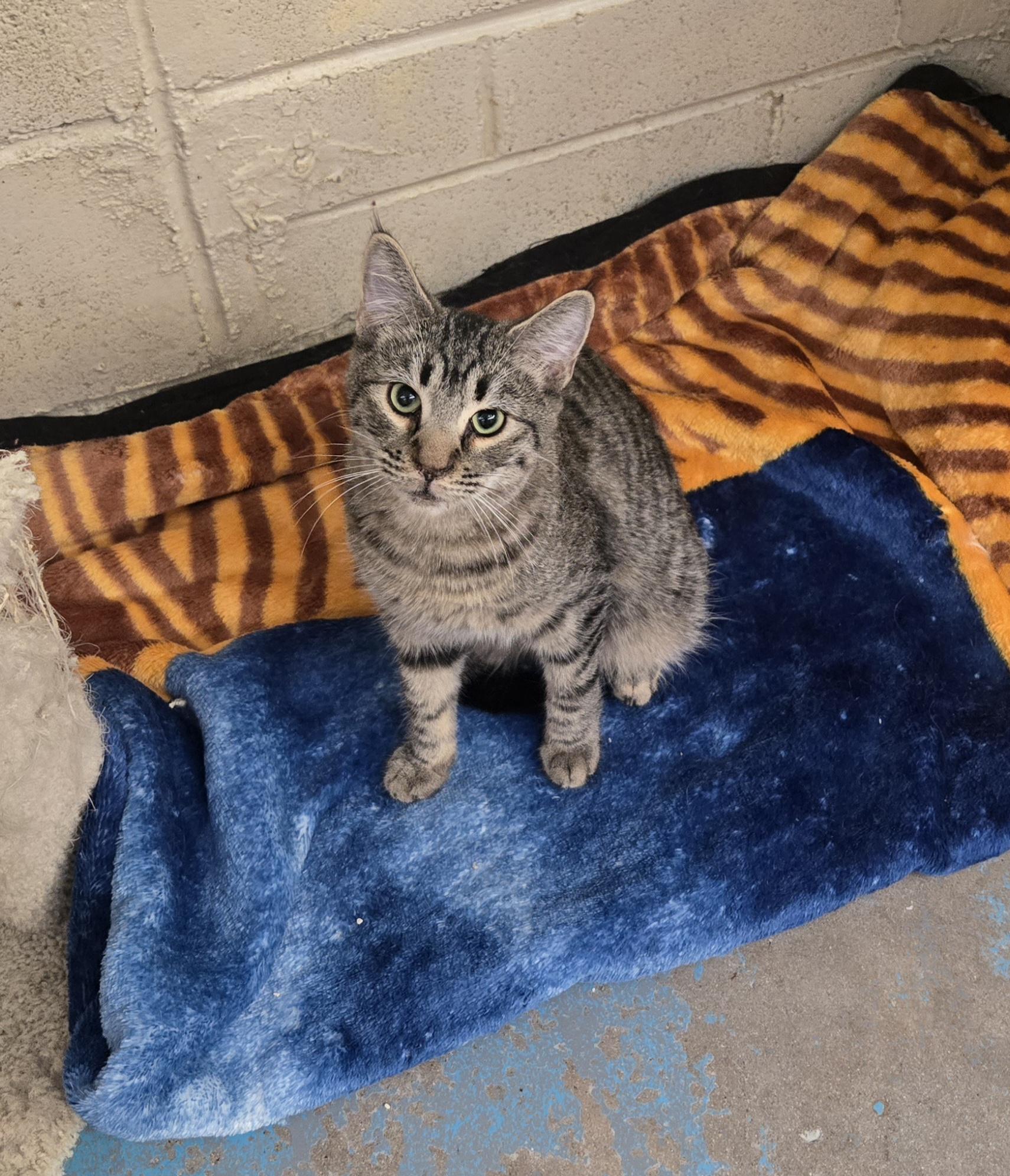 Martini, ADOPTABLE, Young Male Domestic Short Hair.