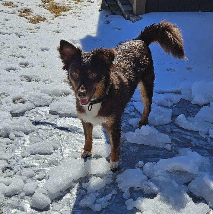 Enlarge George, a ADOPTABLE Australian Shepherd in Pottsboro, TX image 3/6
