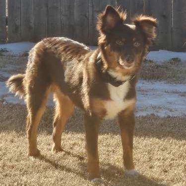Enlarge George, a ADOPTABLE Australian Shepherd in Pottsboro, TX image 1/6