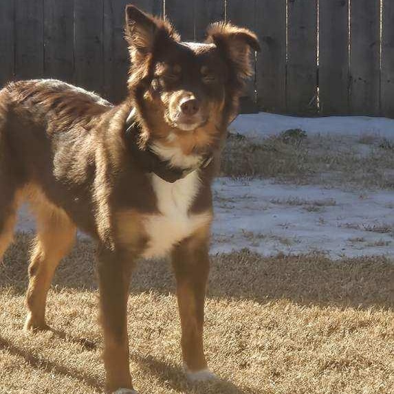 Enlarge George, a ADOPTABLE Australian Shepherd in Pottsboro, TX image 5/6