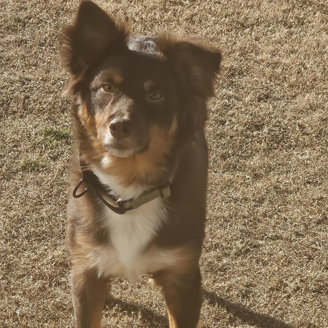 Enlarge George, a ADOPTABLE Australian Shepherd in Pottsboro, TX image 2/6