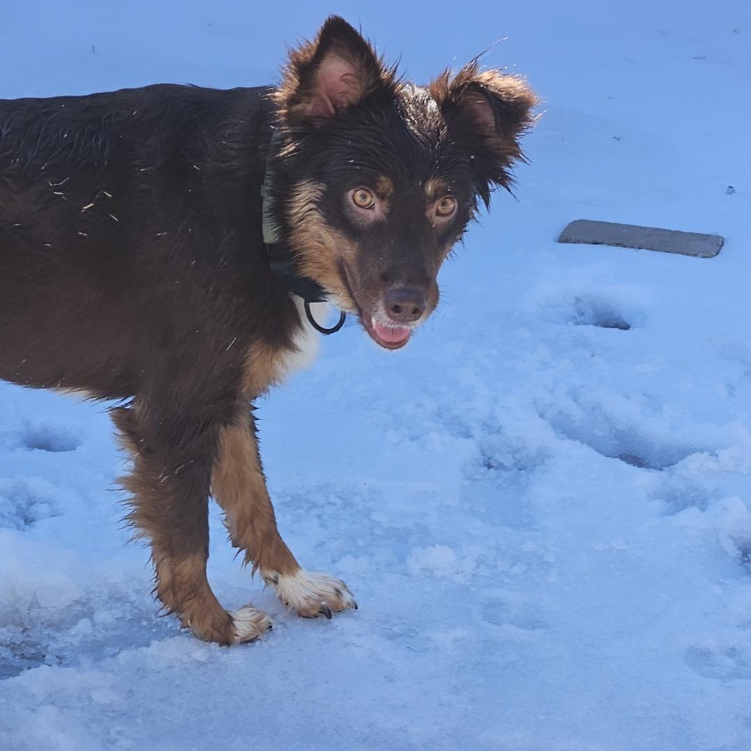 Enlarge George, a ADOPTABLE Australian Shepherd in Pottsboro, TX image 4/6