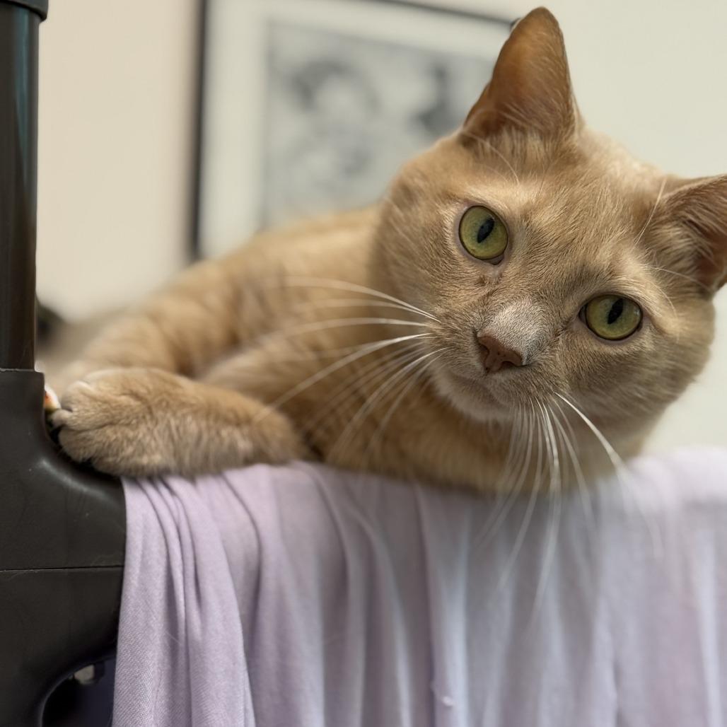 Goose, Adoptable, Adult Male Domestic Medium Hair.