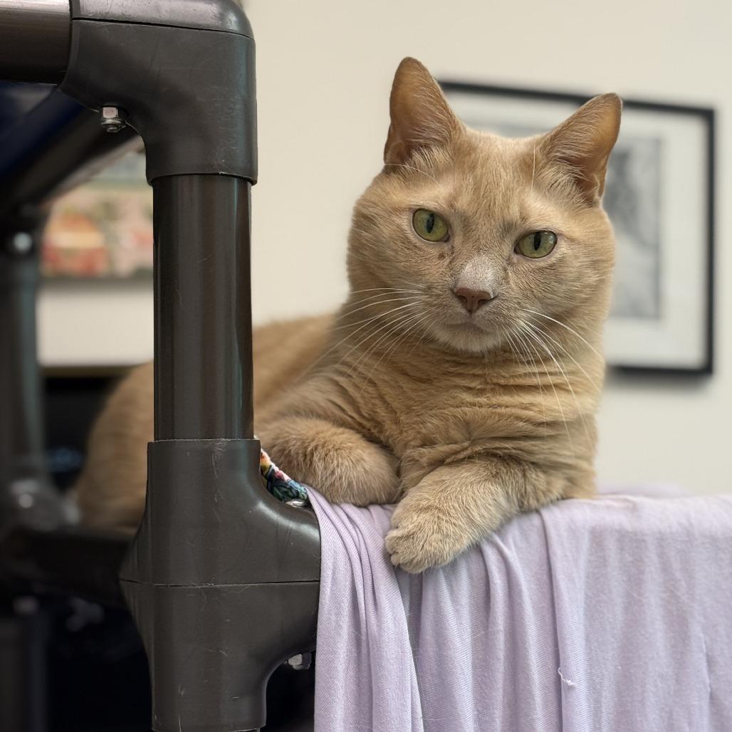 Goose, a Adoptable Domestic Medium Hair in South Burlington, VT image 2/4