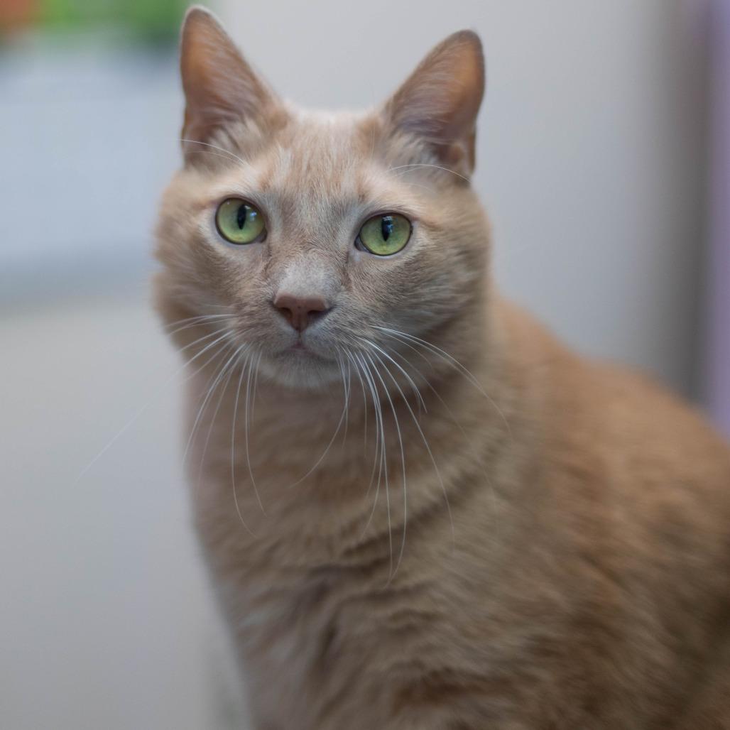 Goose, a Adoptable Domestic Medium Hair in South Burlington, VT image 3/4
