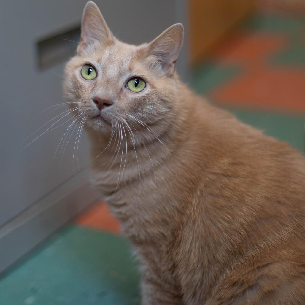 Goose, a Adoptable Domestic Medium Hair in South Burlington, VT image 4/4