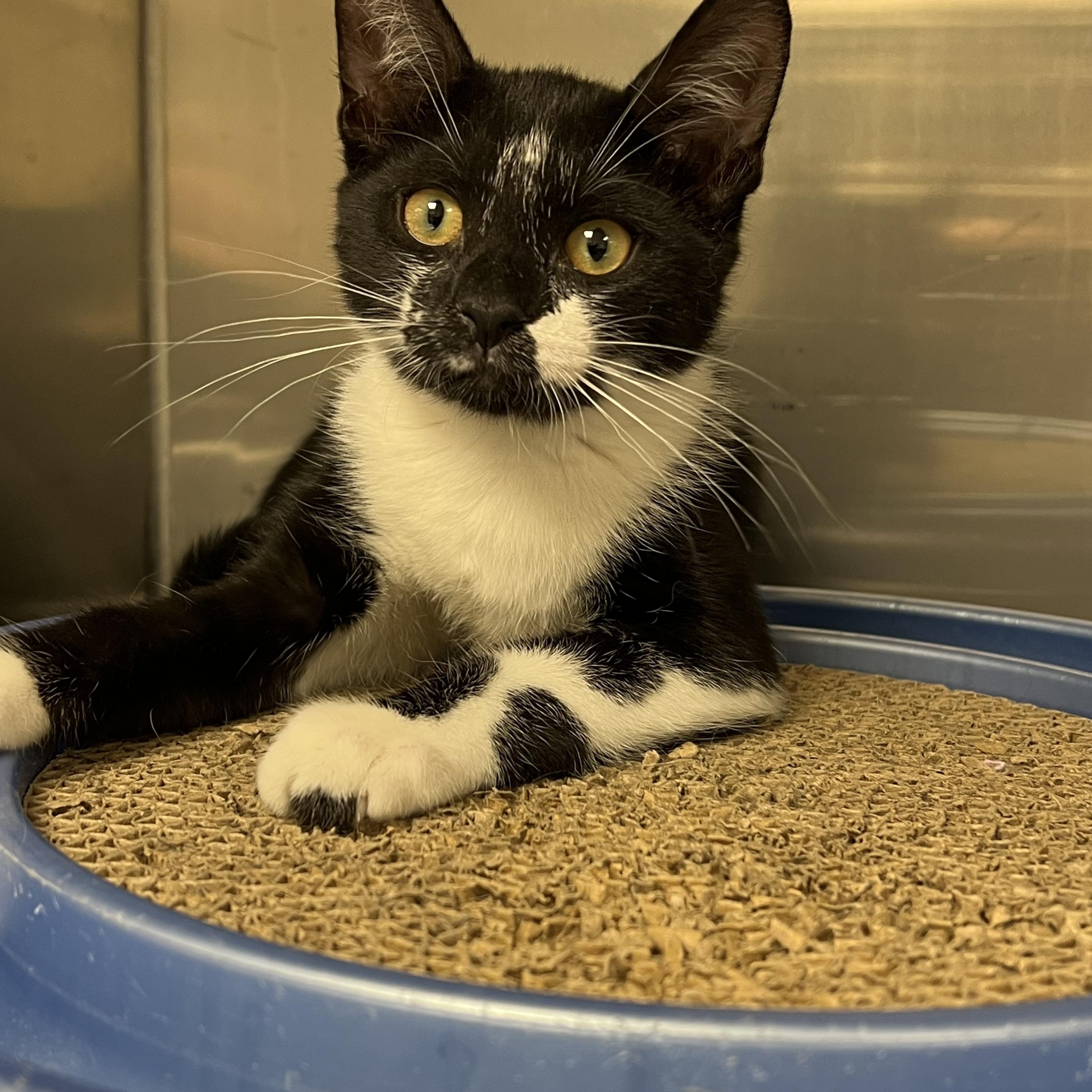 Chicken Salad, a Adoptable mixed breed in Montville, NJ image 2/4