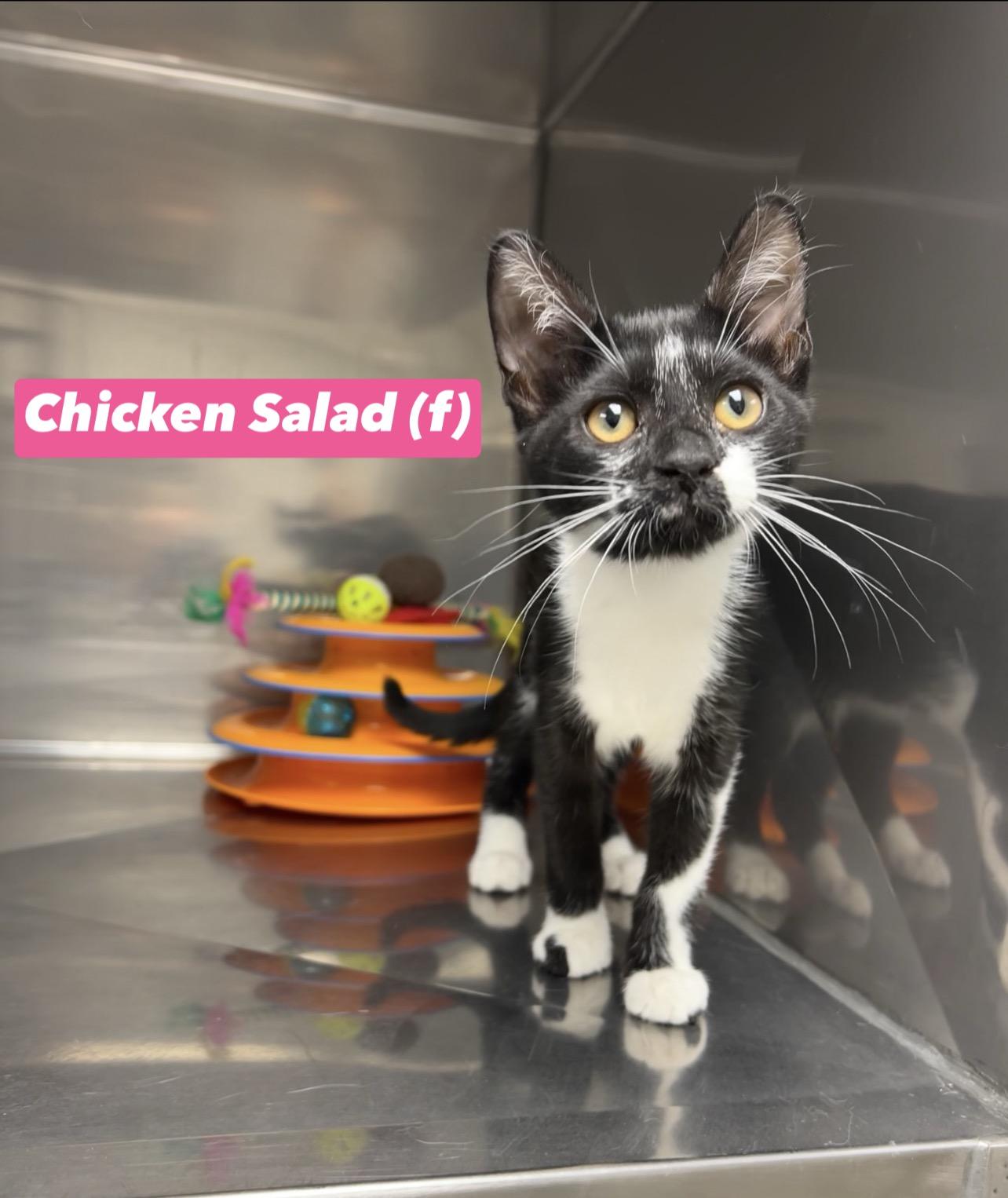 Chicken Salad, a Adoptable mixed breed in Montville, NJ image 1/4