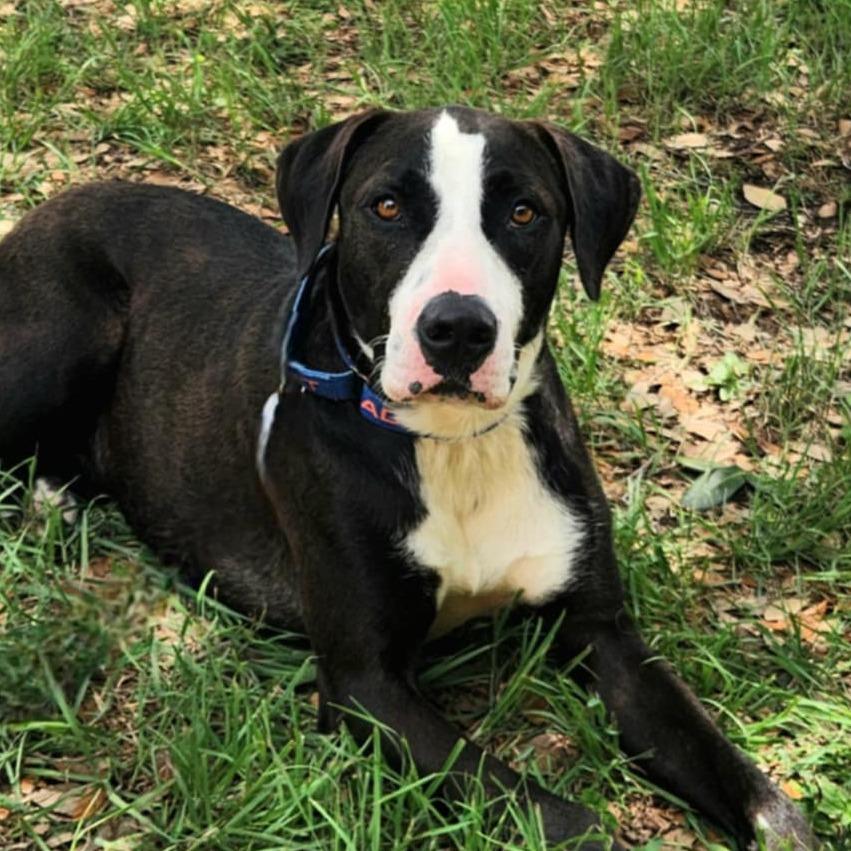 Frijoles aka Bean JuM