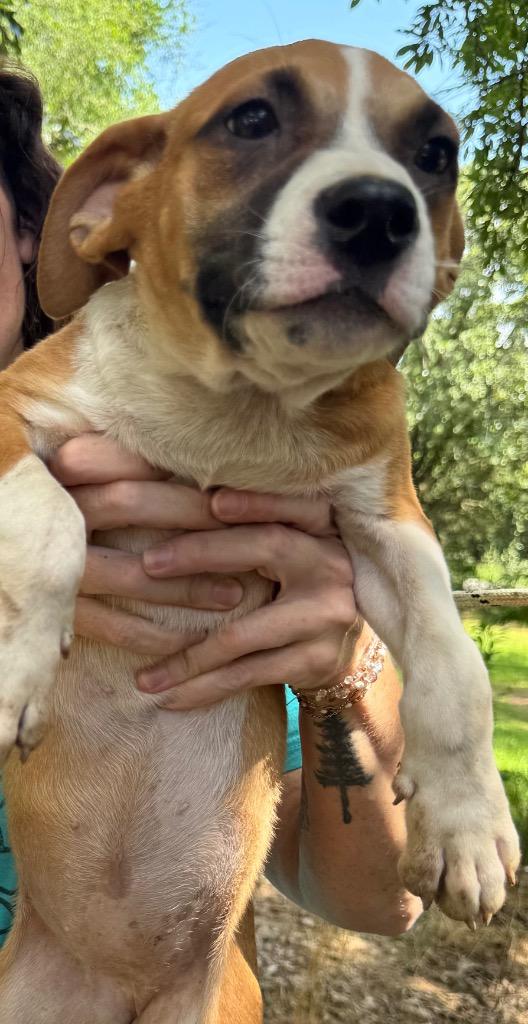 Enlarge Doodle, a Adoptable mixed breed in Little Rock, AR image 1/4