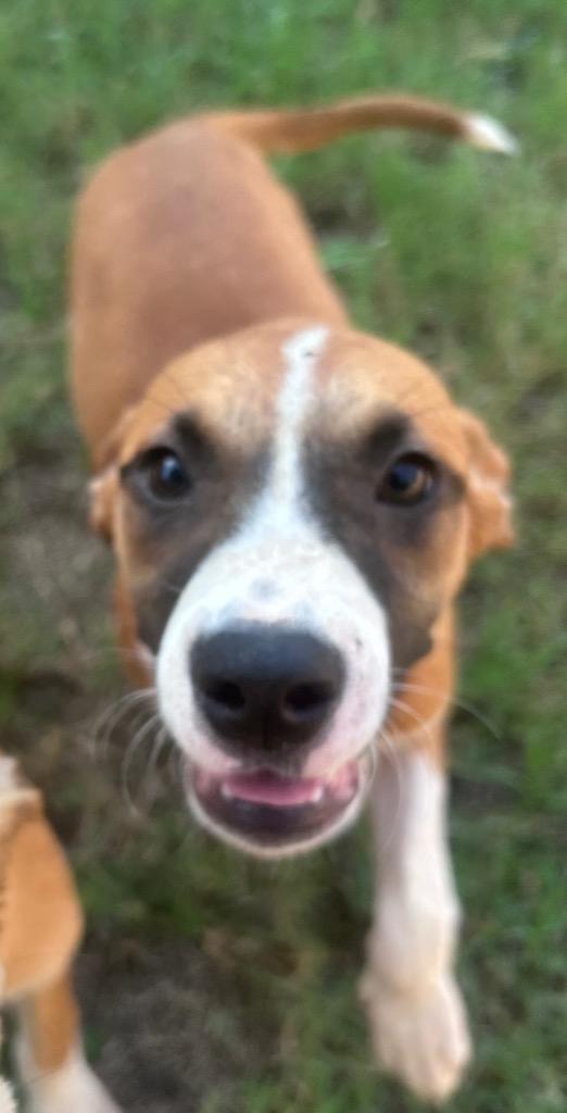 Enlarge Doodle, a Adoptable mixed breed in Little Rock, AR image 2/4