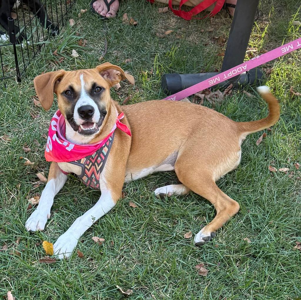 Enlarge Doodle, a Adoptable mixed breed in Little Rock, AR image 3/4