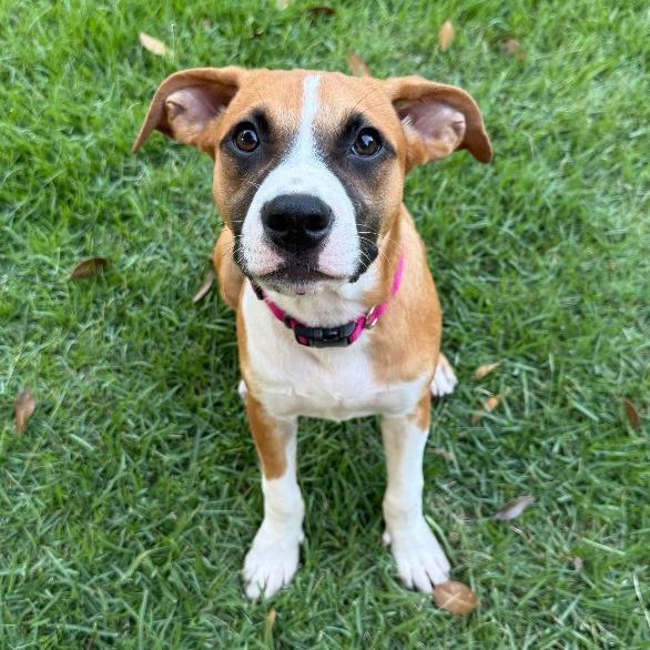 Enlarge Doodle, a Adoptable mixed breed in Little Rock, AR image 4/4