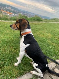 Marley, an adoptable Treeing Walker Coonhound in New Kensington, PA, 15068 | Photo Image 4